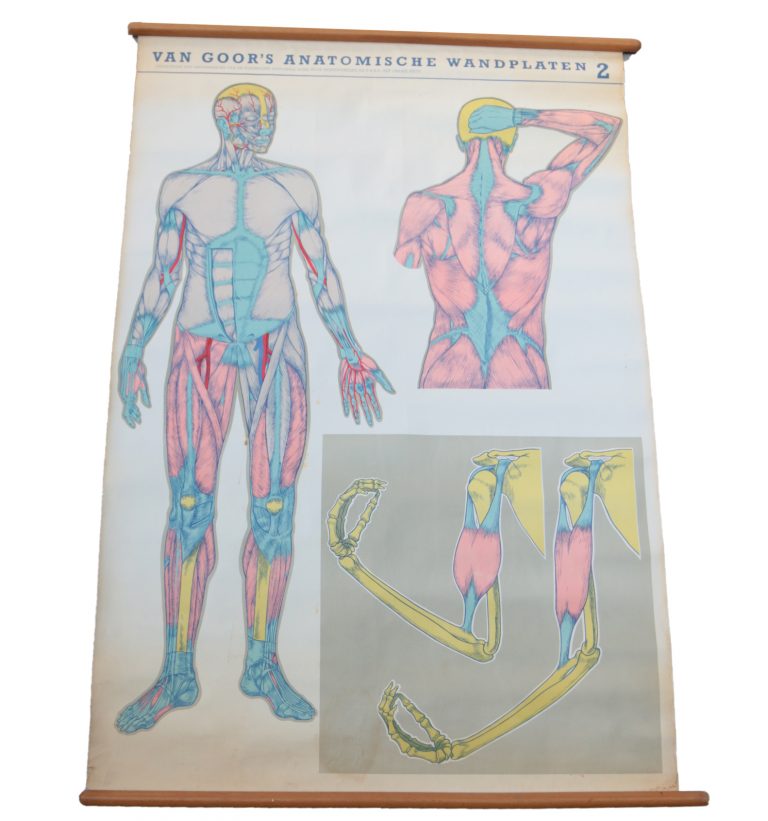 Vintage Schoolplaat van Goor’s Anatomische wandplaten 2