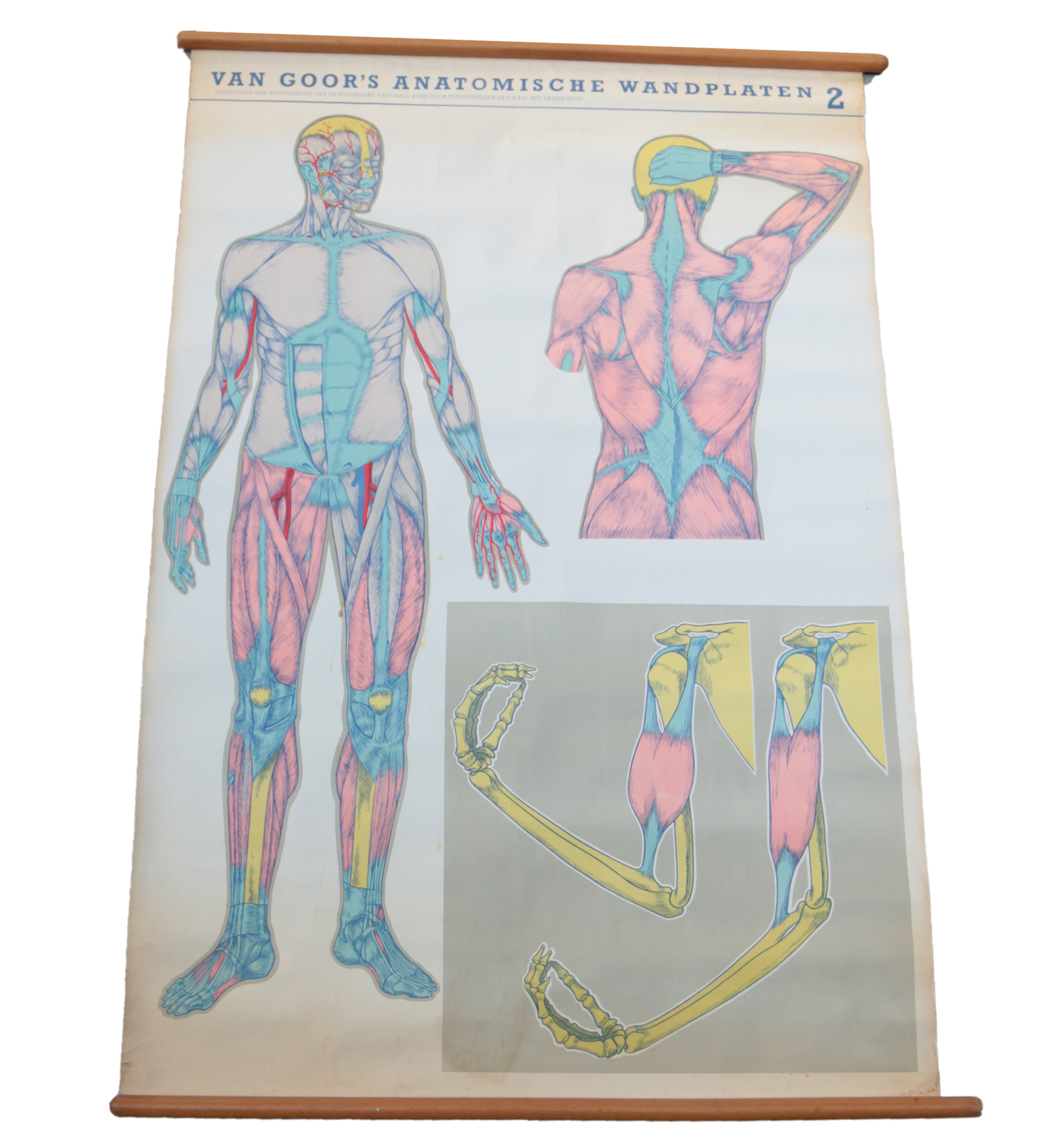 Kapel toxiciteit Voorstellen Vintage Schoolplaat van Goor's Anatomische wandplaten 2 – Dehuiszwaluw
