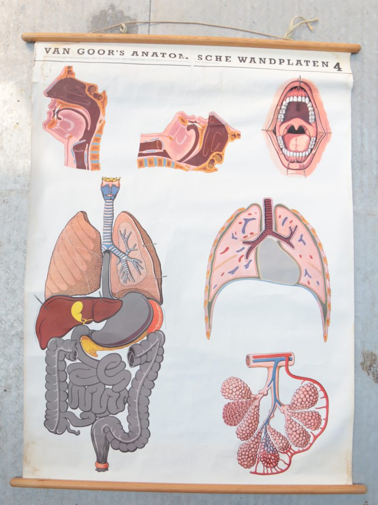 Vintage Schoolplaat van Goor’s Anatomische wandplaten 4