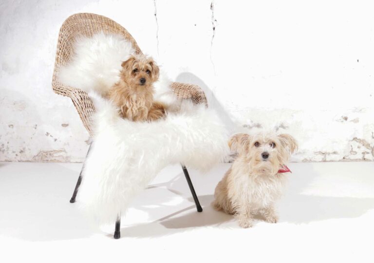 1960s Dutch Wicker Bucket / Basket Chair with Icelandic Sheepskin – 2