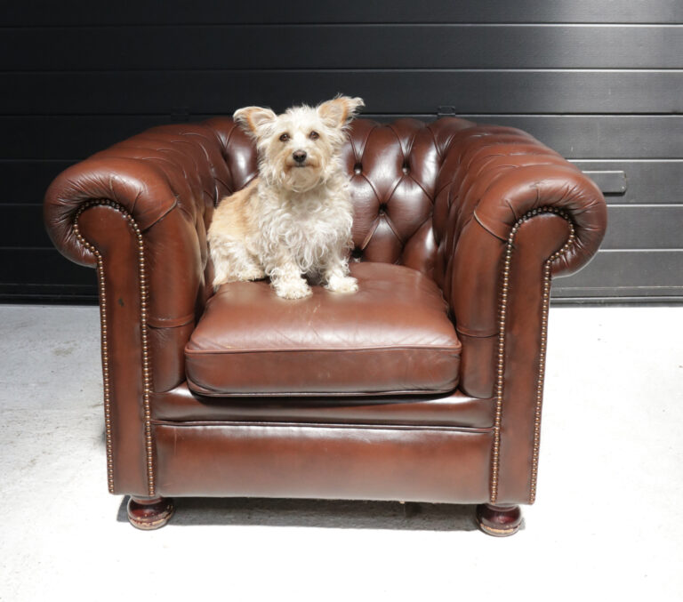 Chesterfield club fauteuil Springvale
