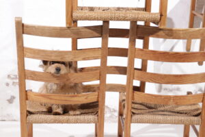 Scandinavische grenen stoelen zeegras zitting jaren 60 – foto 3