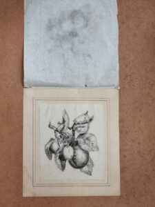 Antieke tekening pruimen aan tak zwart krijt tekenstudie – foto 1