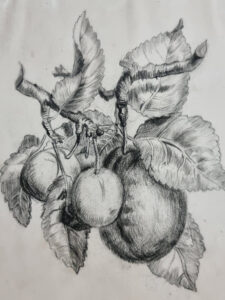 Antieke tekening pruimen aan tak zwart krijt tekenstudie – foto 3