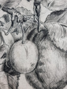 Antieke tekening pruimen aan tak zwart krijt tekenstudie – foto 4