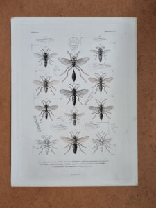 Antieke prent wespen Madagascar Hymenoptera Lebrun Geny-Gros – foto 1