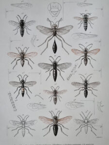 Antieke prent wespen Madagascar Hymenoptera Lebrun Geny-Gros – foto 2