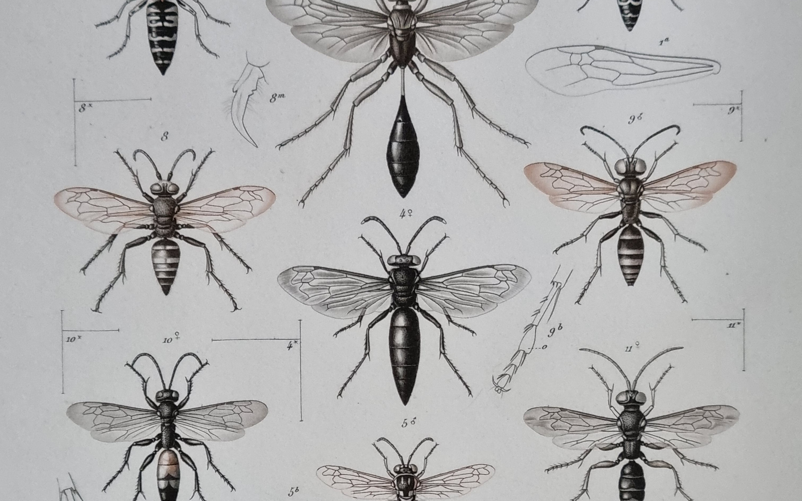 Antieke prent wespen Madagascar Hymenoptera Lebrun Geny-Gros – hoofdfoto