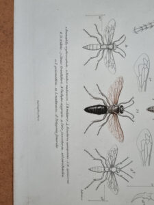Antieke prent wespen Madagascar Hymenoptera Lebrun Geny-Gros – foto 3