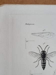 Antieke prent wespen Madagascar Hymenoptera Lebrun Geny-Gros – foto 4