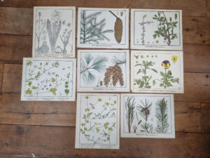 Botanische platen Atlas van Nederlandsche planten L Klaver 1905 set – foto 1