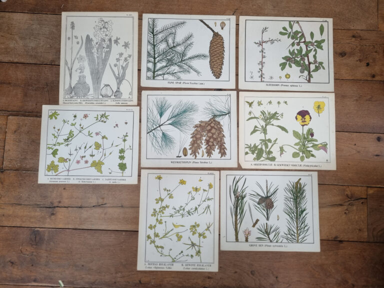Botanische platen Atlas van Nederlandsche planten L Klaver 1905 set – foto 1