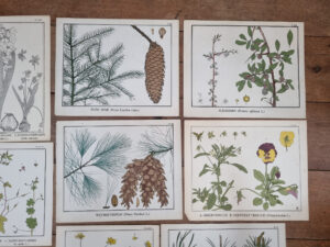 Botanische platen Atlas van Nederlandsche planten L Klaver 1905 set – foto 2