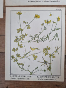 Botanische platen Atlas van Nederlandsche planten L Klaver 1905 set – foto 3