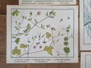Botanische platen Atlas van Nederlandsche planten L Klaver 1905 set – foto 4