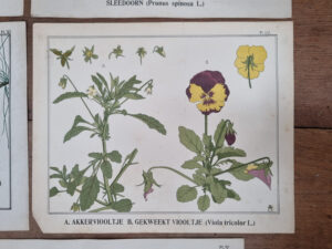 Botanische platen Atlas van Nederlandsche planten L Klaver 1905 set – foto 5