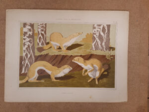 Art nouveau litho hermelijnen Verneuil Animal dans la decoration 1897 – foto 1