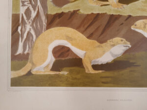 Art nouveau litho hermelijnen Verneuil Animal dans la decoration 1897 – foto 2