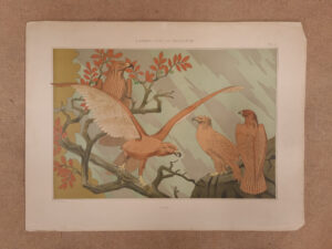 Art nouveau litho adelaars Aigles Verneuil 1897 – foto 1