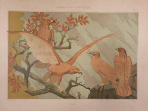 Art nouveau litho adelaars Aigles Verneuil 1897 – foto 2