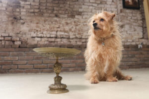 Bronzen tazza met reliëf Minerva, Napoleon III 19e eeuw – foto 9